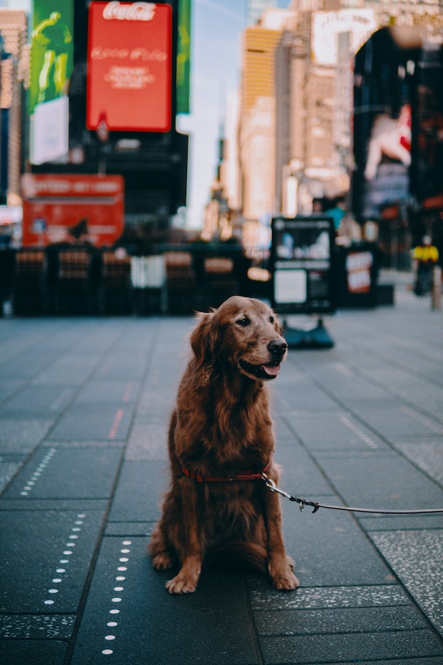 Find Local Pet Sitters in Your New York Neighborhood Neighborly Care